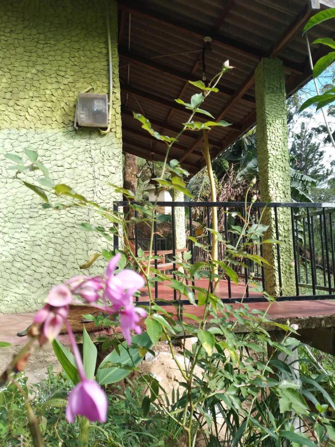 אלה Jungle View Cottage מראה חיצוני תמונה