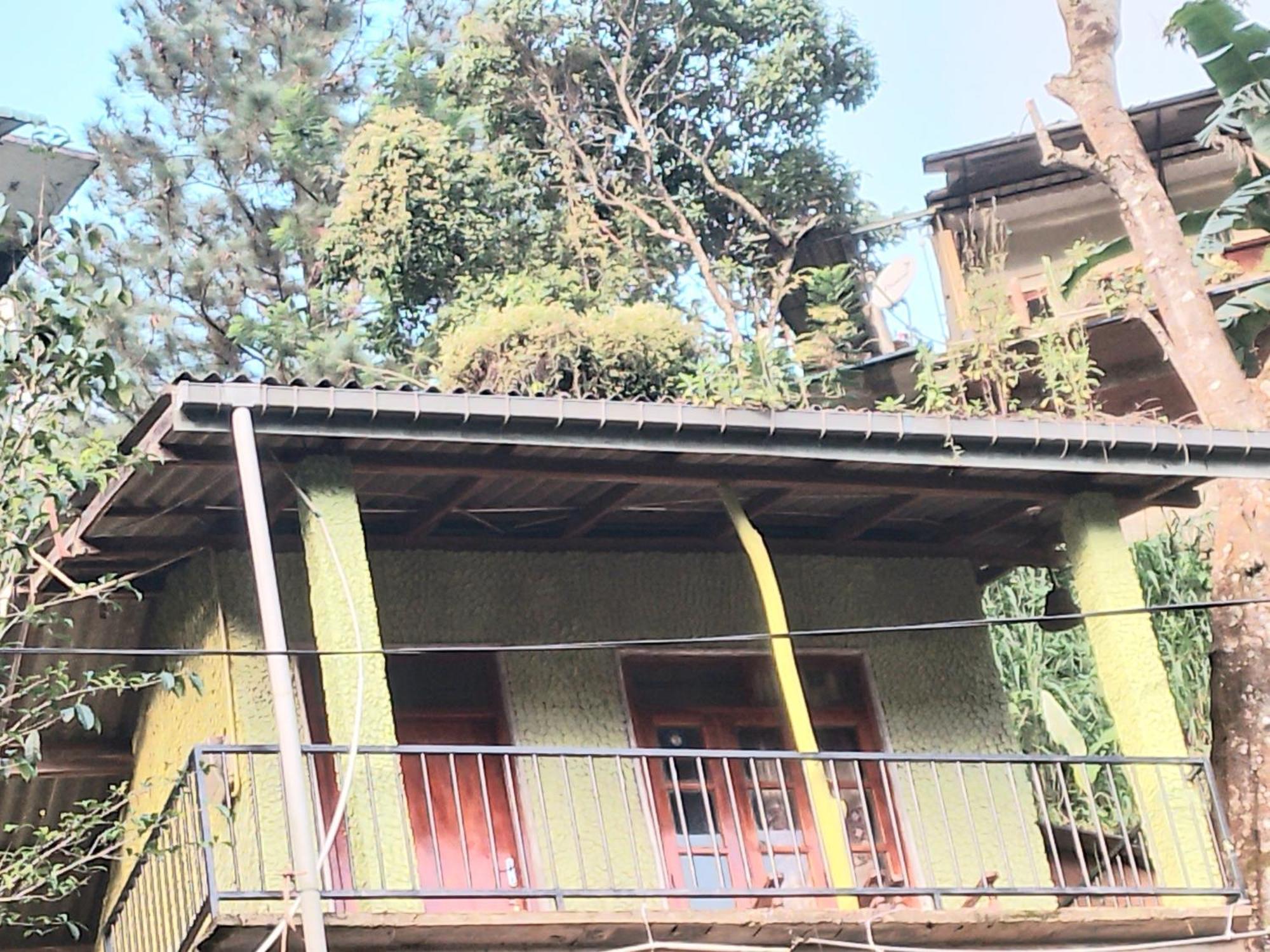אלה Jungle View Cottage מראה חיצוני תמונה